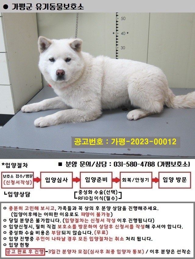 믹스견 이미지 파일 입니다.