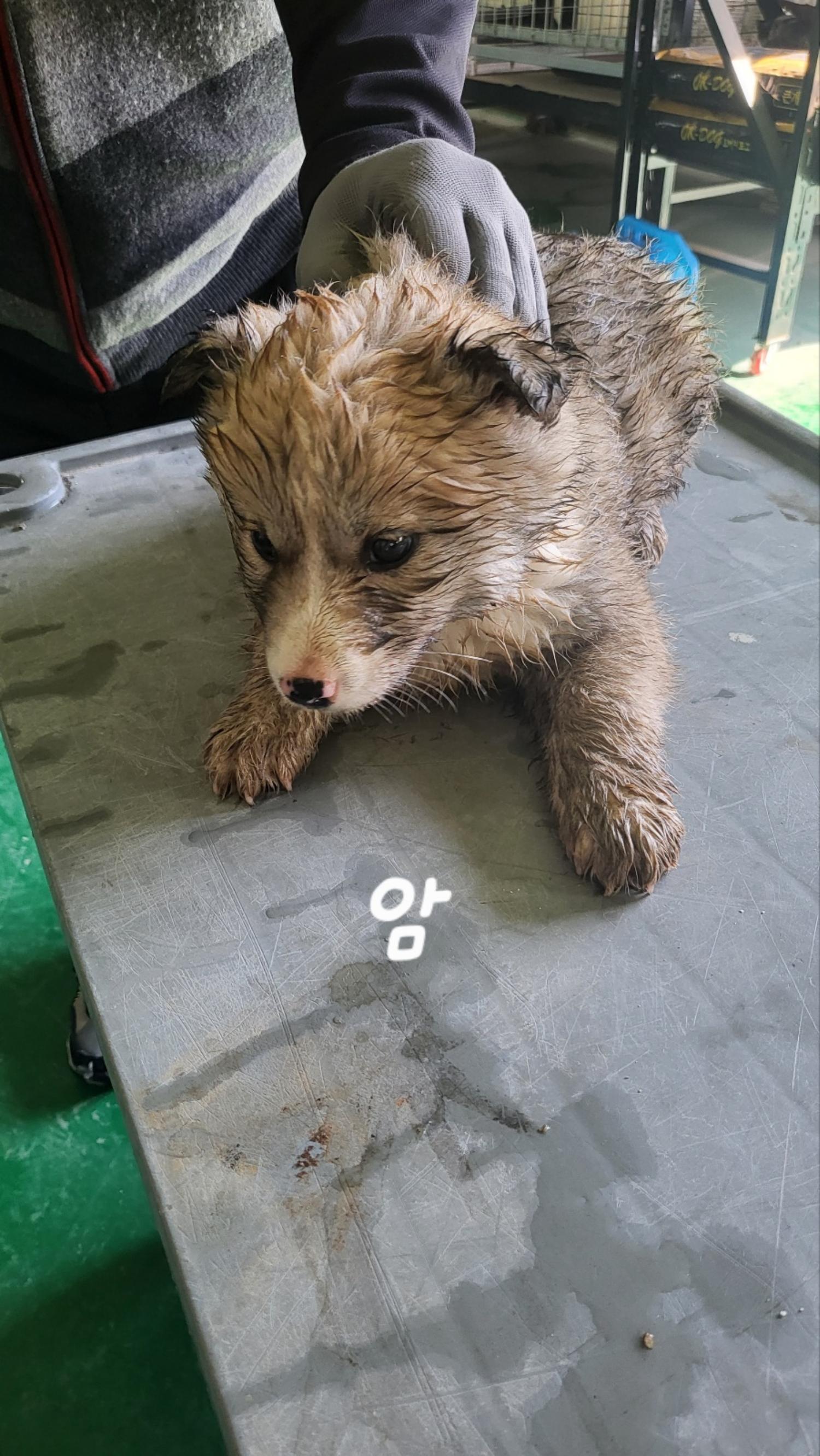 믹스견 이미지 파일 입니다.