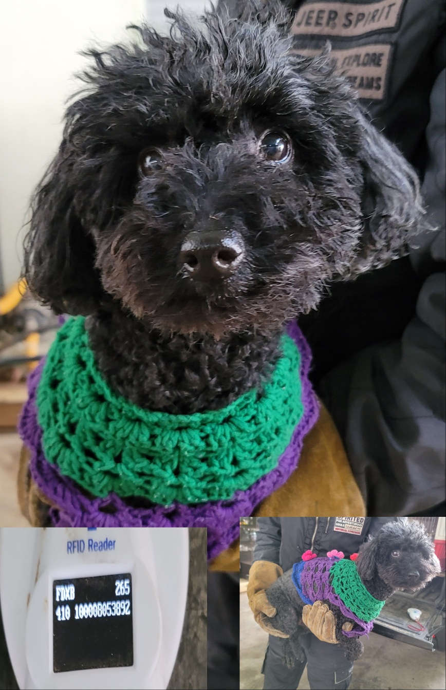 푸들 이미지 파일 입니다.