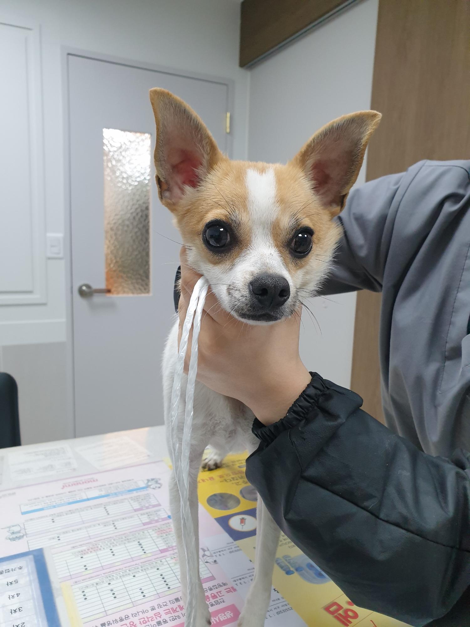 믹스견 이미지 파일 입니다.