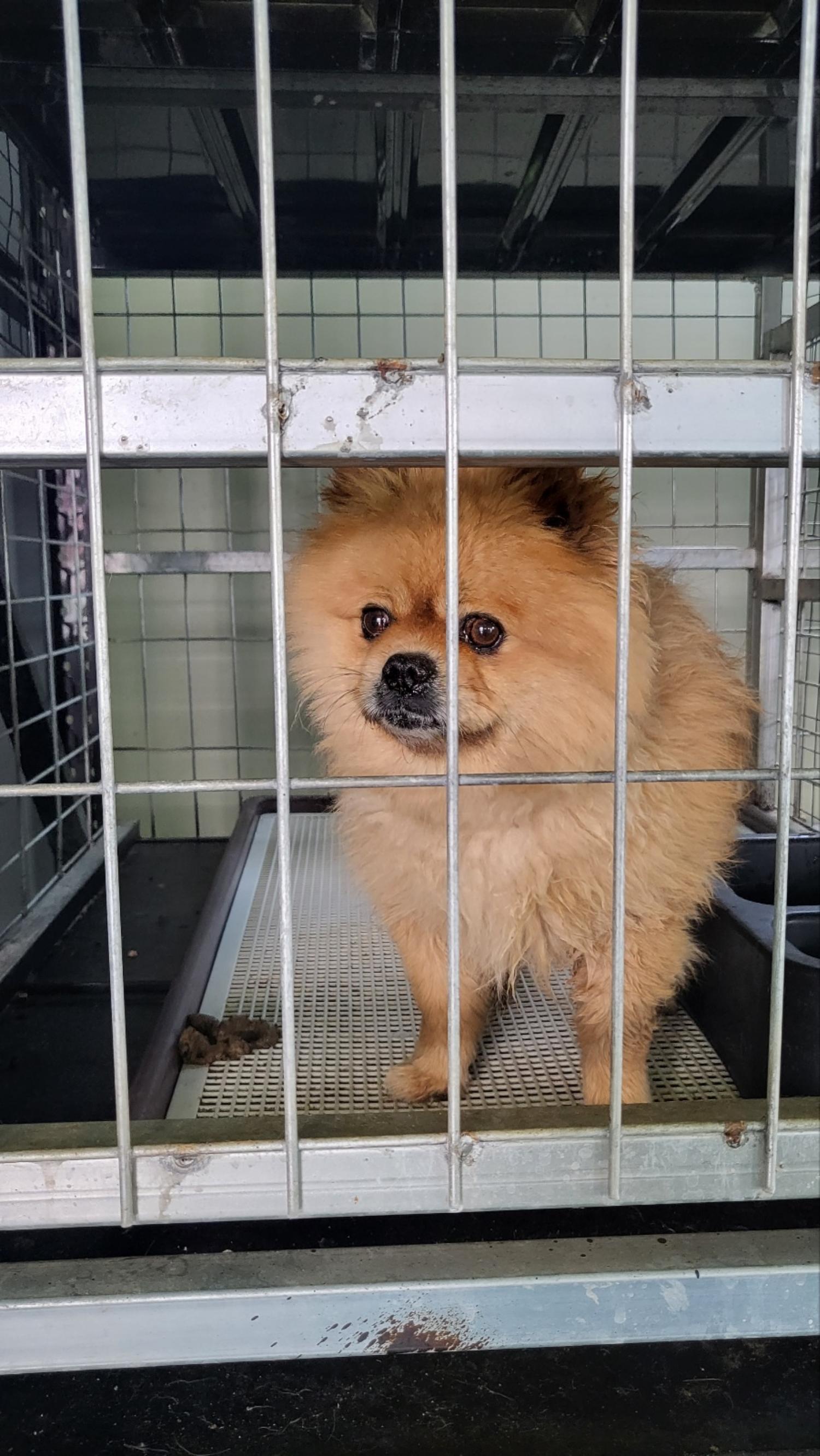 포메라니안 이미지 파일 입니다.