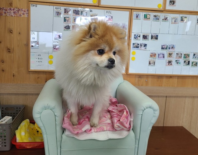 포메라니안 이미지 파일 입니다.
