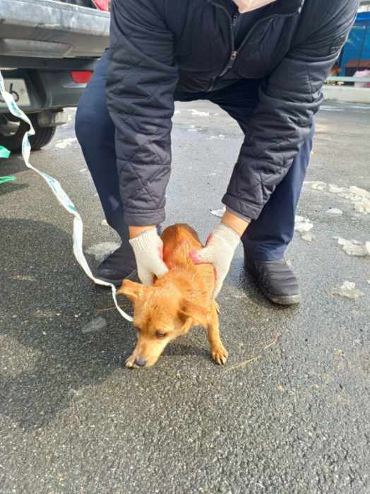 믹스견 이미지 파일 입니다.