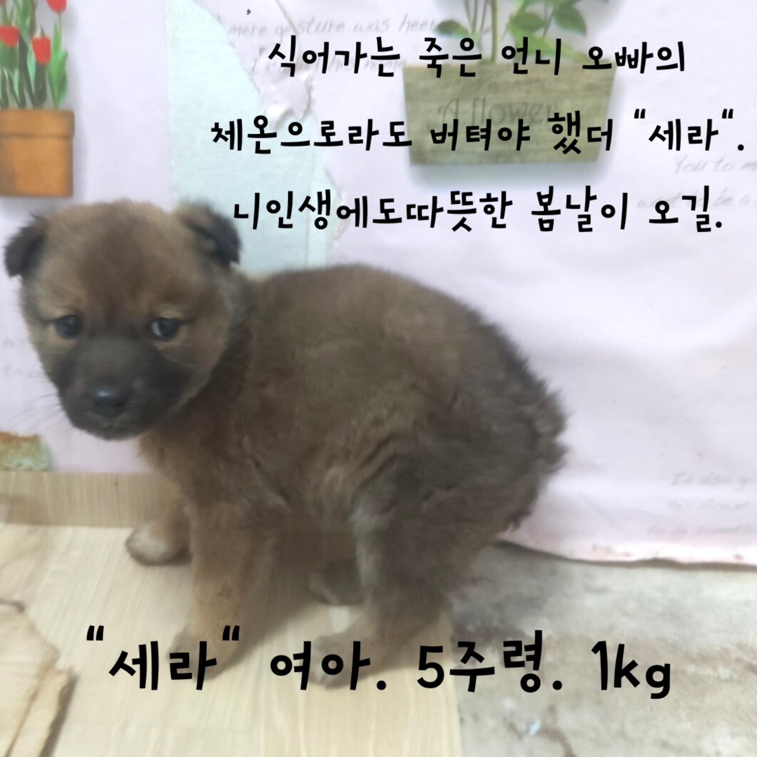 믹스견 이미지 파일 입니다.