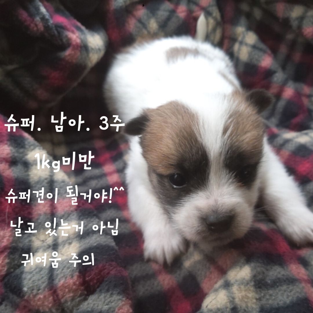 믹스견 이미지 파일 입니다.