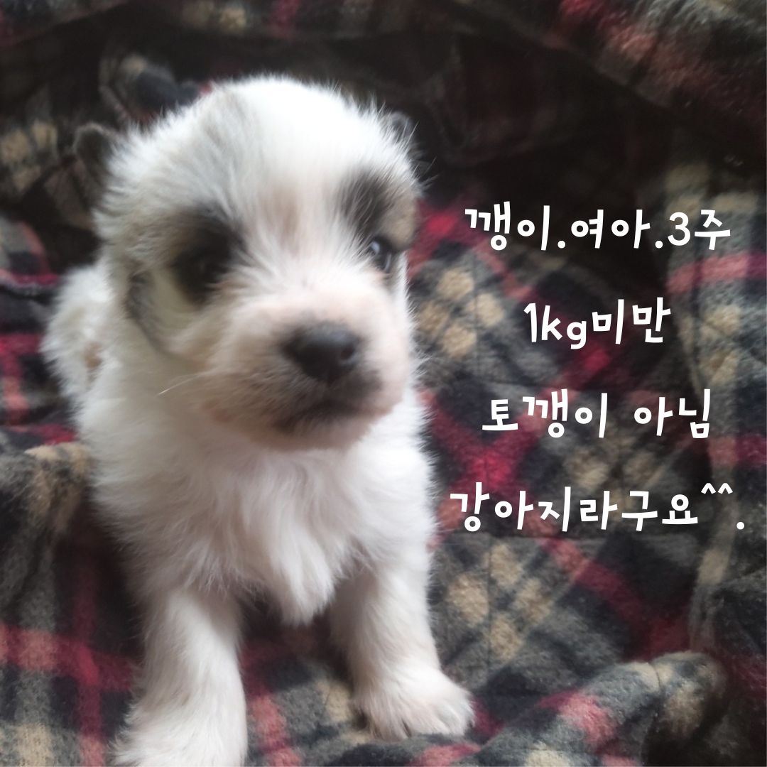 믹스견 이미지 파일 입니다.