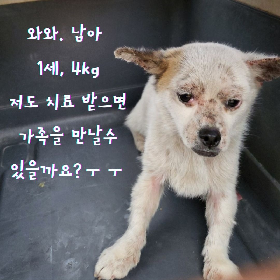 믹스견 이미지 파일 입니다.
