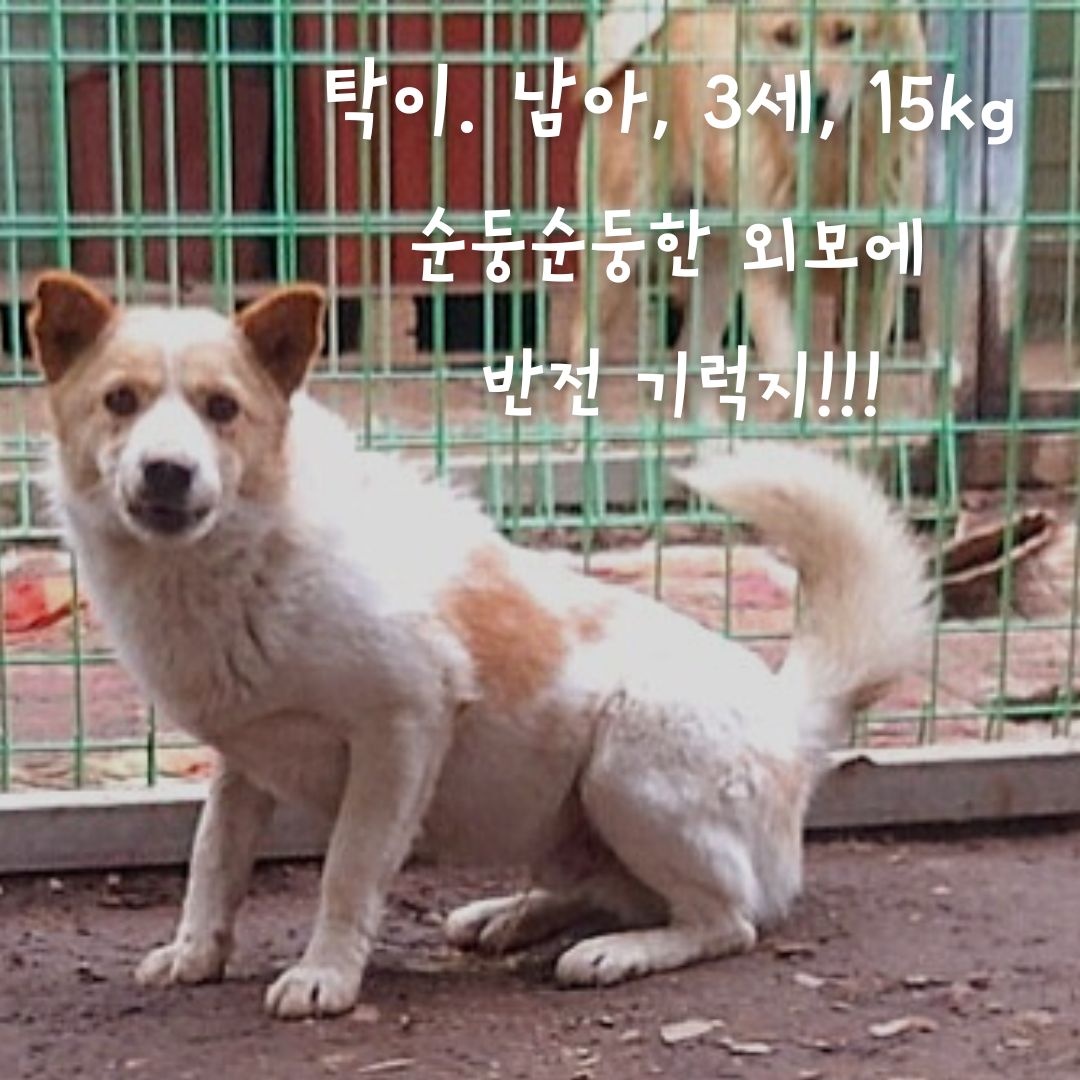 믹스견 이미지 파일 입니다.
