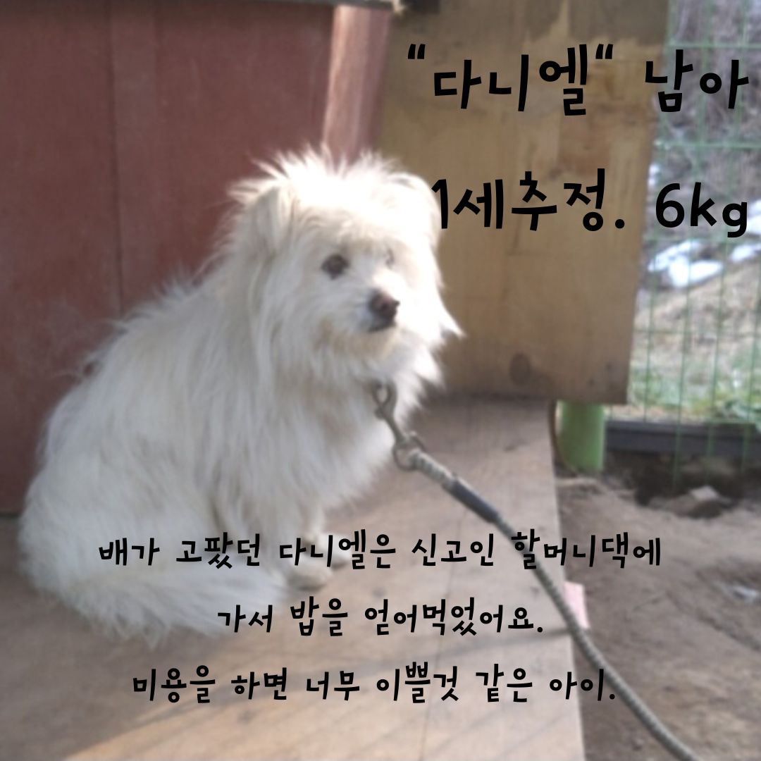 믹스견 이미지 파일 입니다.
