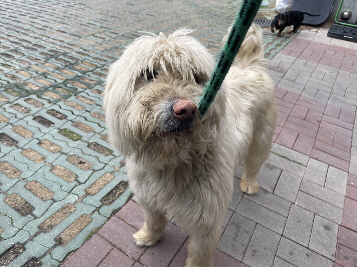 삽살개 이미지 파일 입니다.