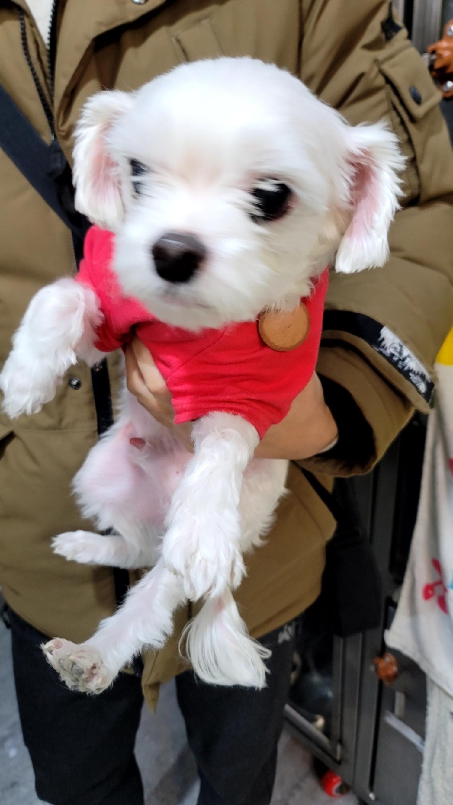 말티즈 이미지 파일 입니다.