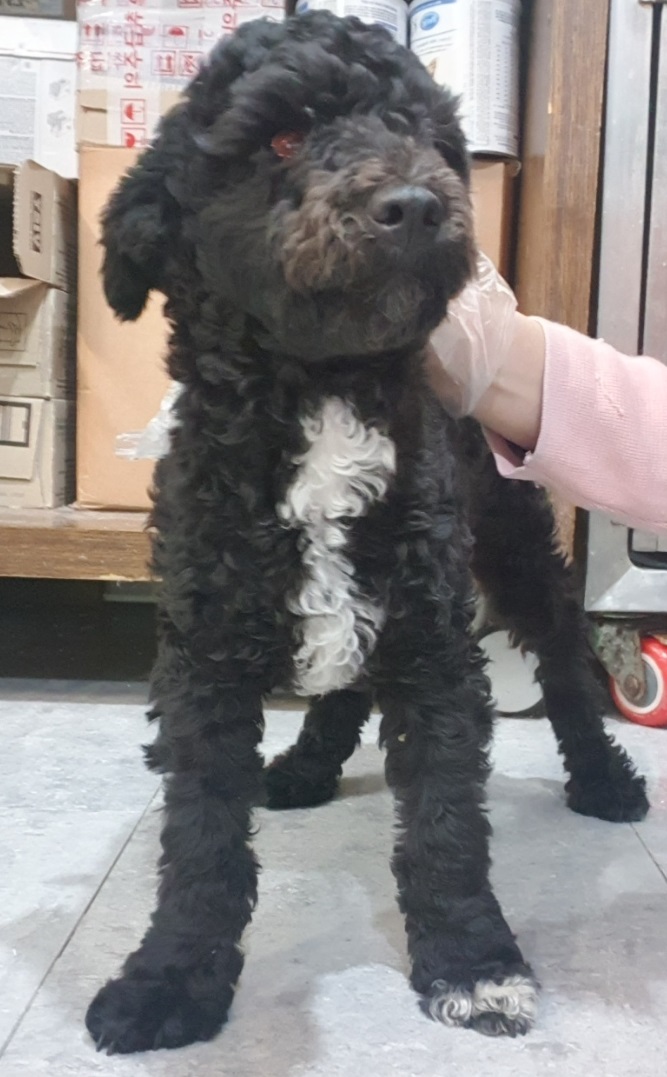 푸들 이미지 파일 입니다.