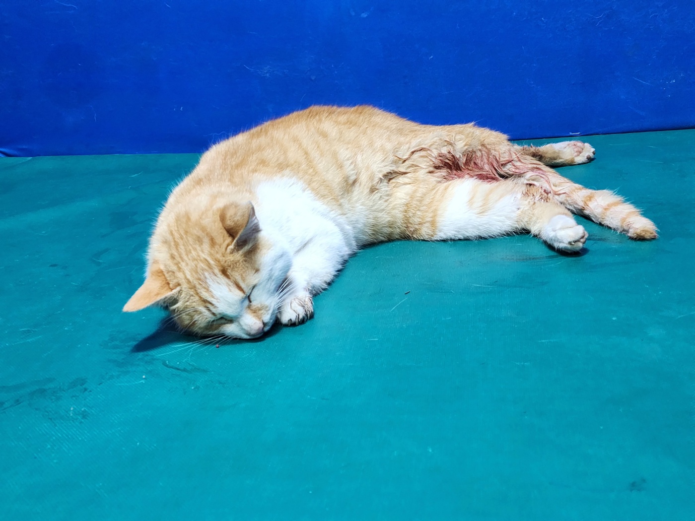 한국 고양이 이미지 파일 입니다.