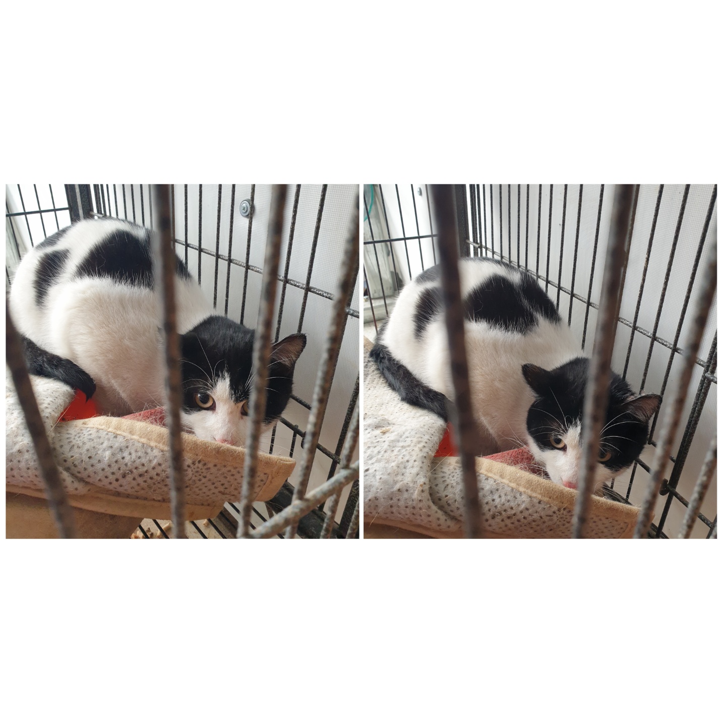 믹스묘 이미지 파일 입니다.