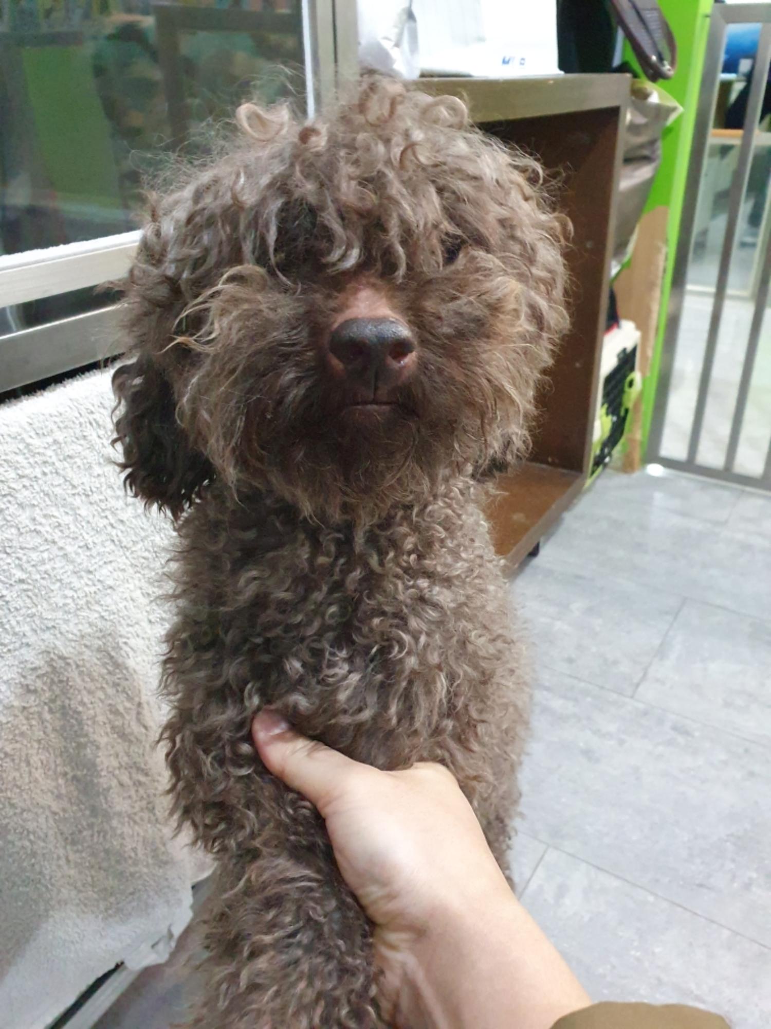 푸들 이미지 파일 입니다.