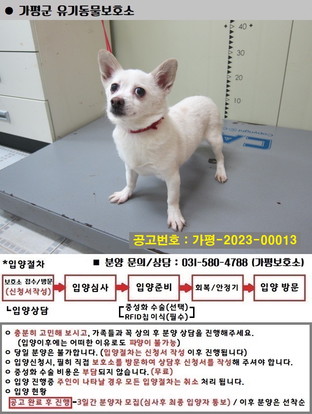 믹스견 이미지 파일 입니다.