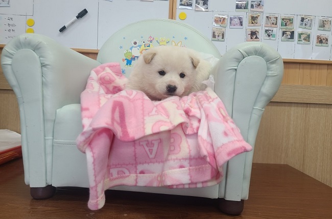 믹스견 이미지 파일 입니다.