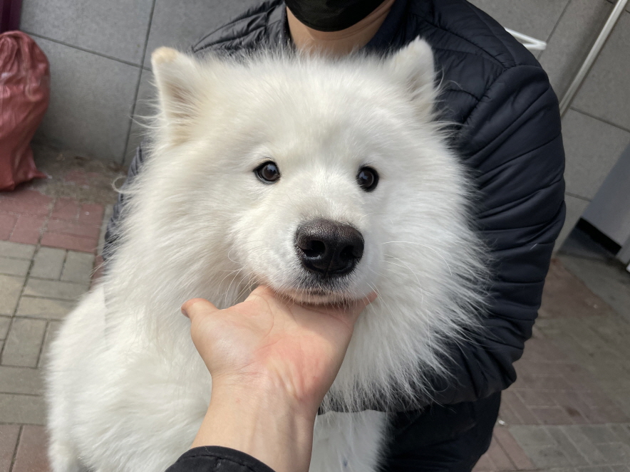 사모예드 이미지 파일 입니다.