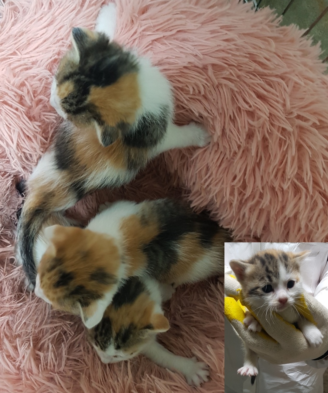한국 고양이 이미지 파일 입니다.