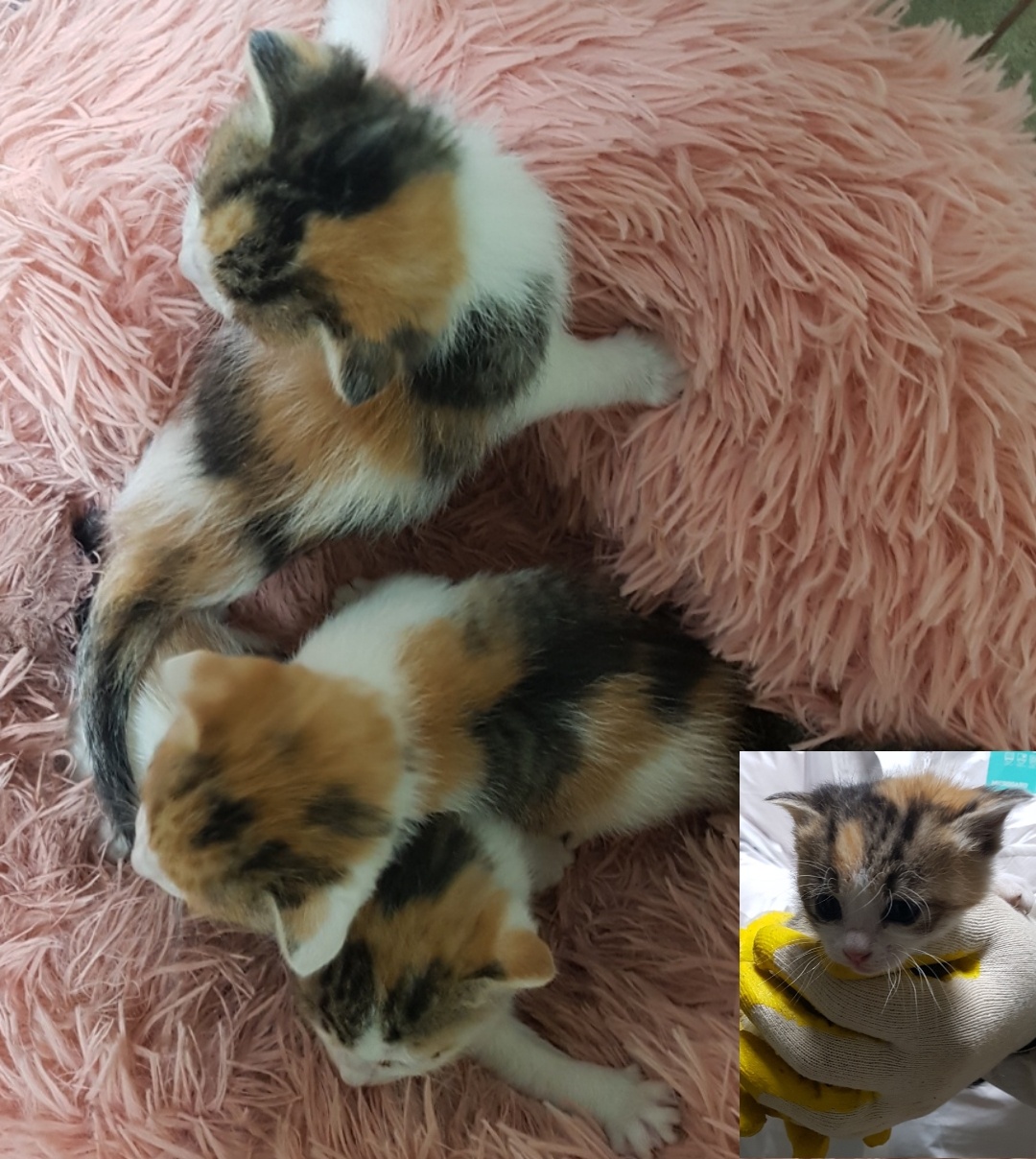 한국 고양이 이미지 파일 입니다.