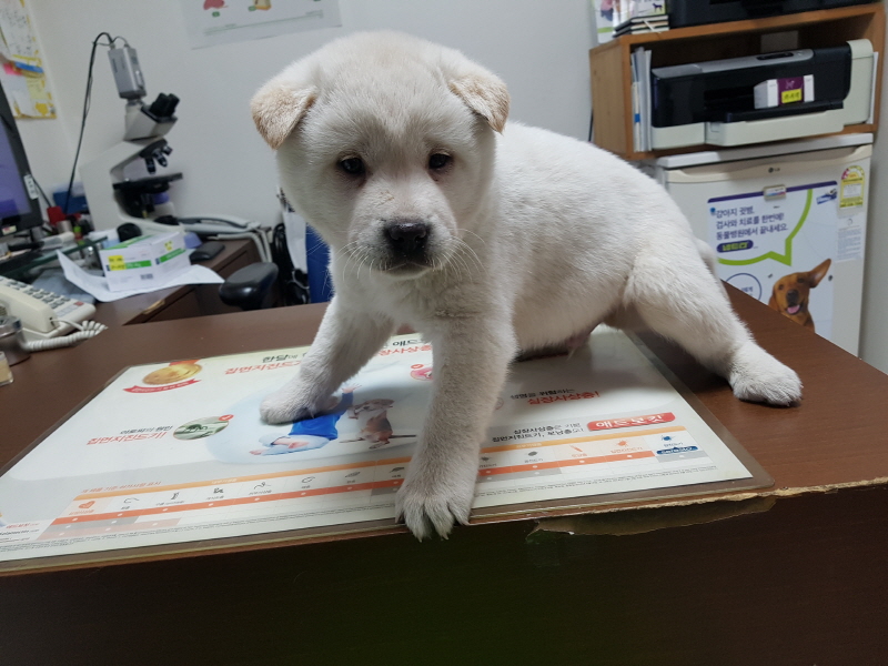 진도견 이미지 파일 입니다.