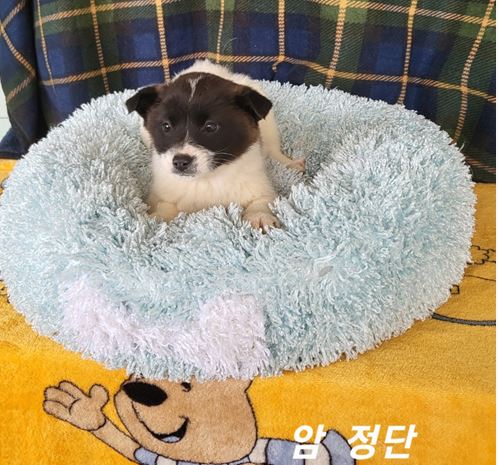 믹스견 이미지 파일 입니다.