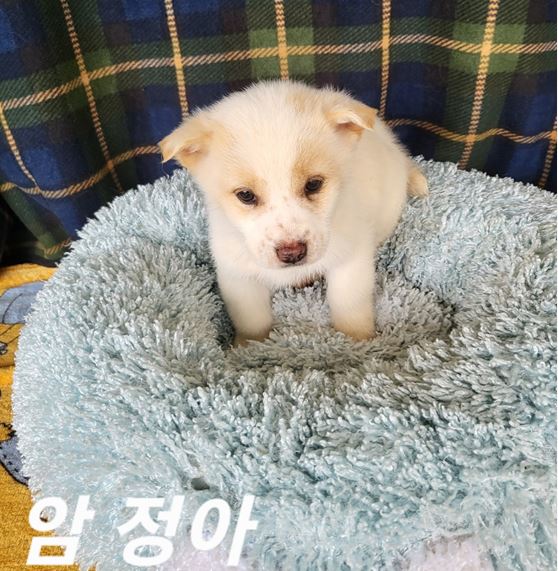 믹스견 이미지 파일 입니다.