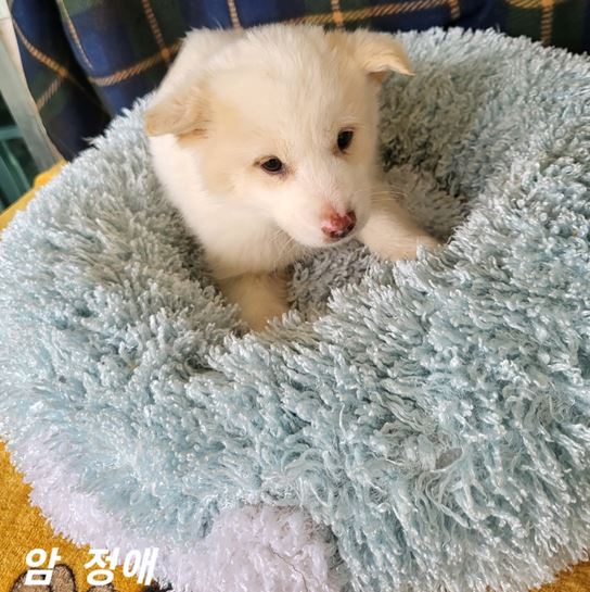 믹스견 이미지 파일 입니다.