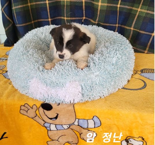 믹스견 이미지 파일 입니다.