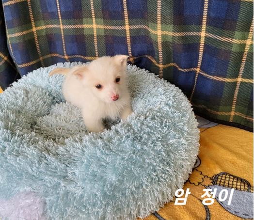 믹스견 이미지 파일 입니다.