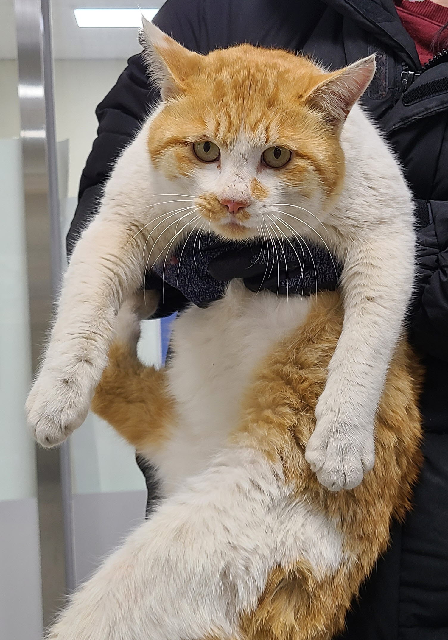 한국 고양이 이미지 파일 입니다.