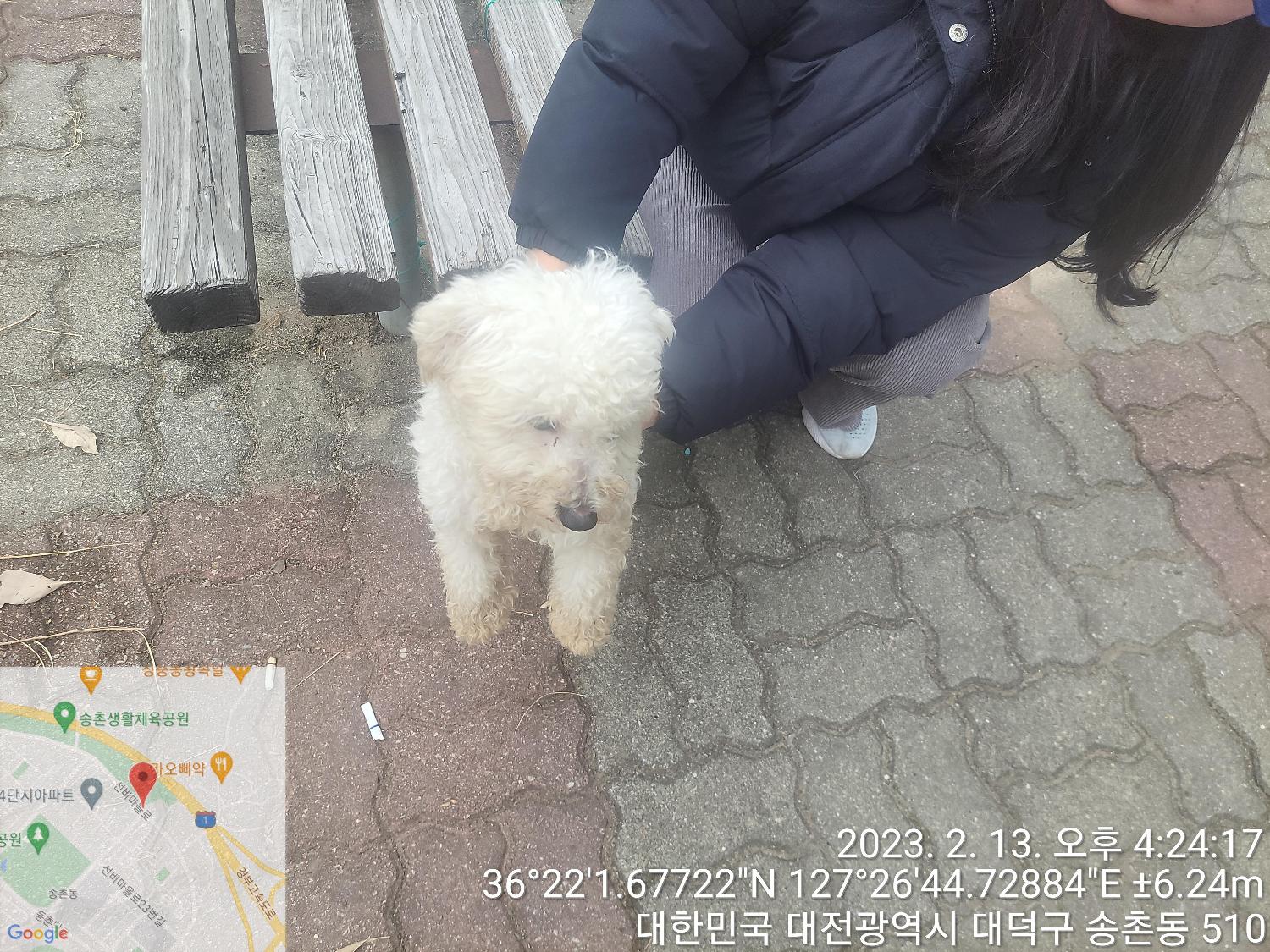 비숑 프리제 이미지 파일 입니다.
