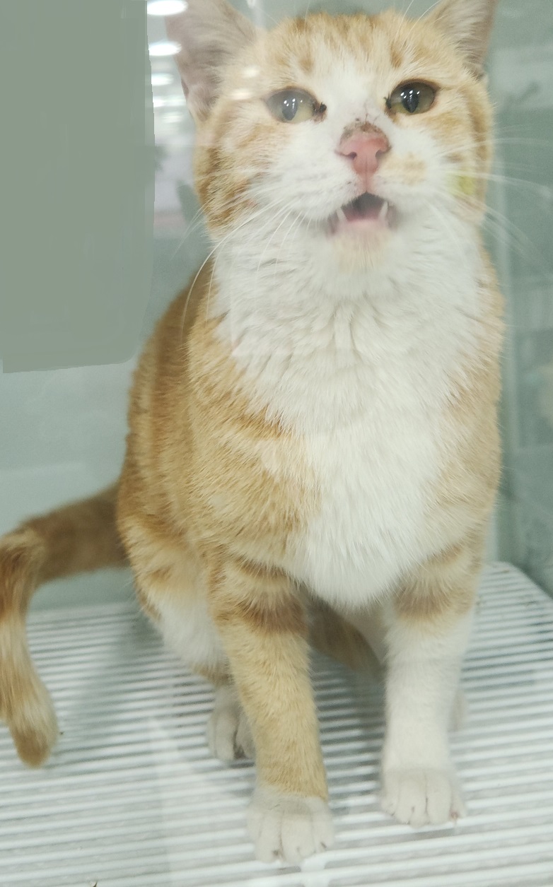 한국 고양이 이미지 파일 입니다.