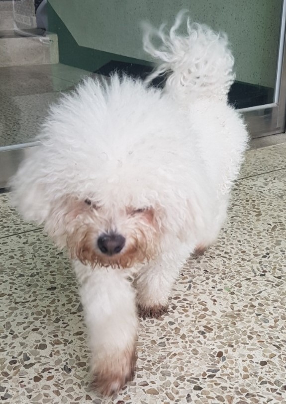 비숑 프리제 이미지 파일 입니다.