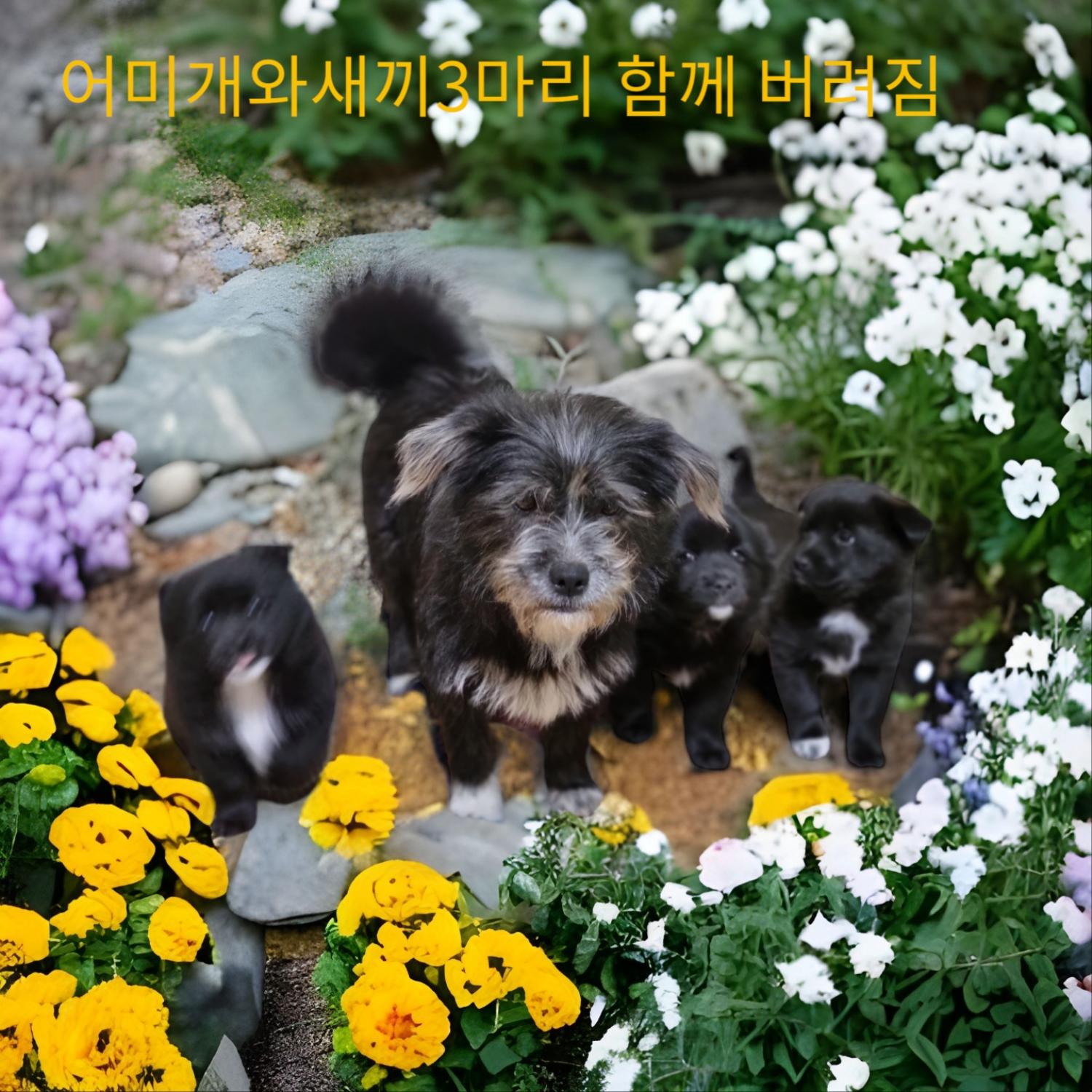 노퍽 테리어 이미지 파일 입니다.