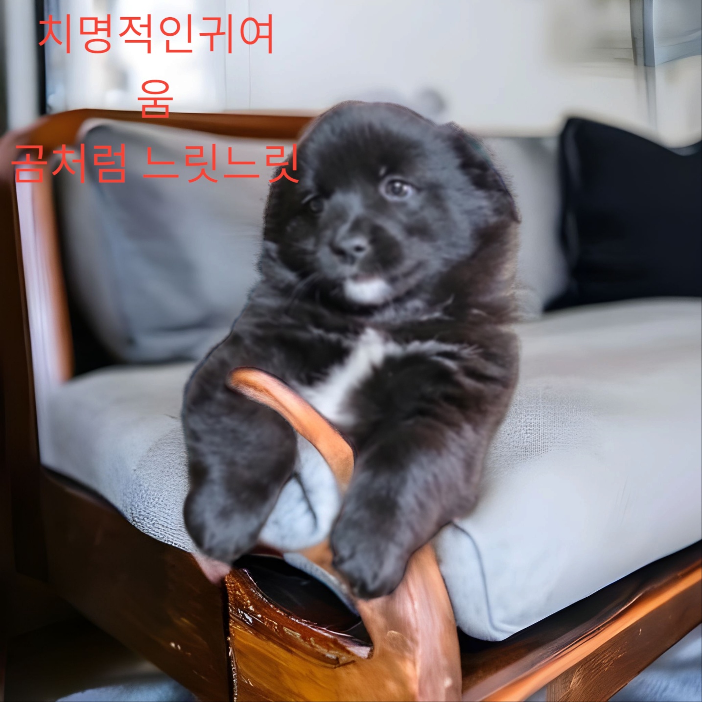 노퍽 테리어 이미지 파일 입니다.
