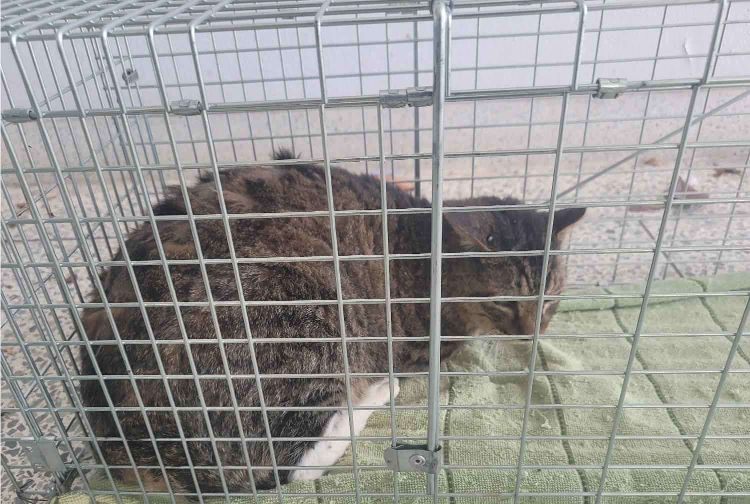 한국 고양이 이미지 파일 입니다.