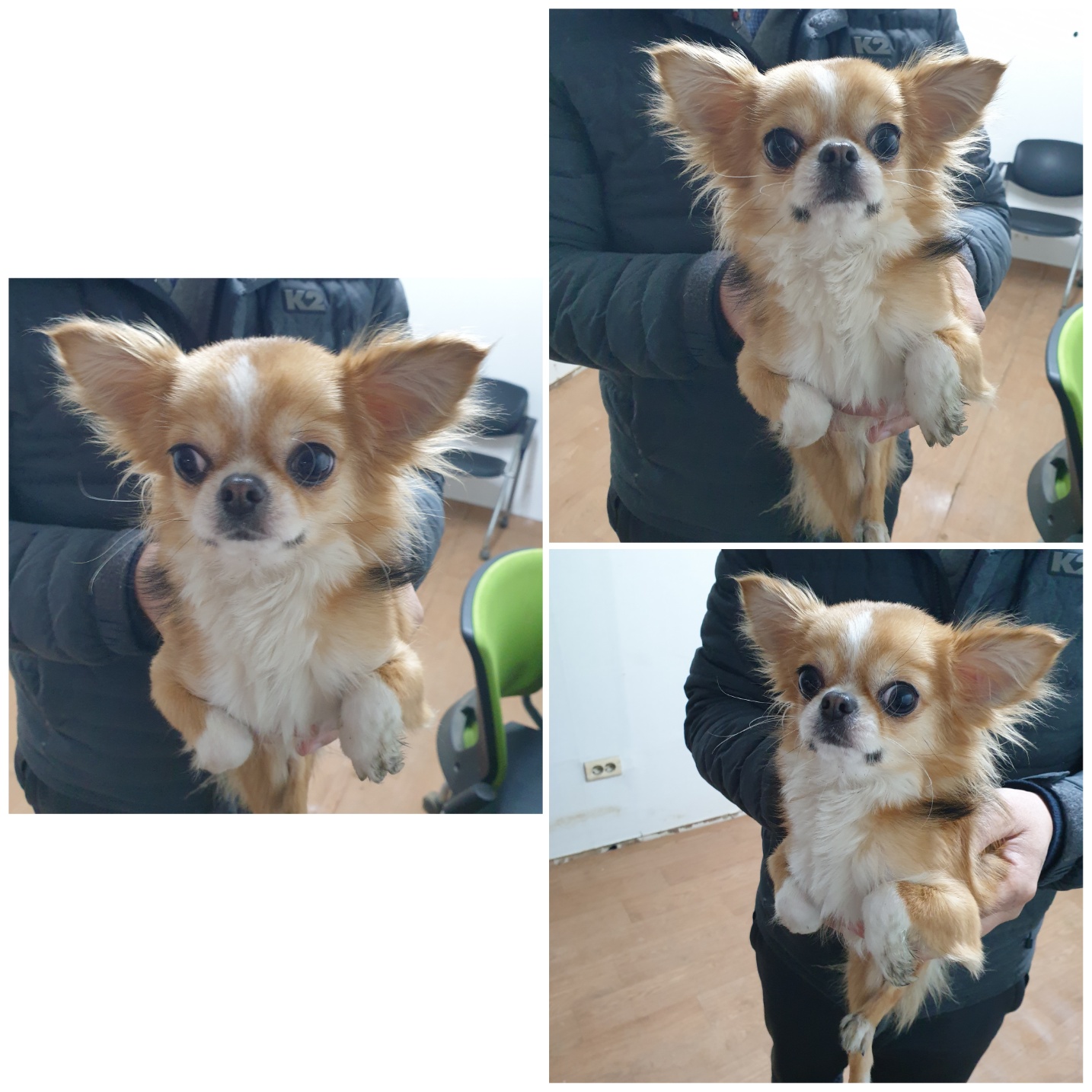 치와와 이미지 파일 입니다.