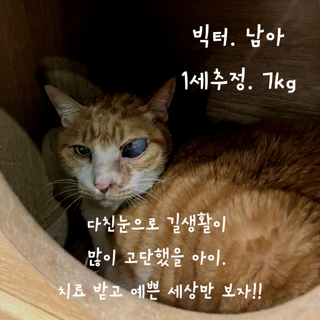 한국 고양이 이미지 파일 입니다.