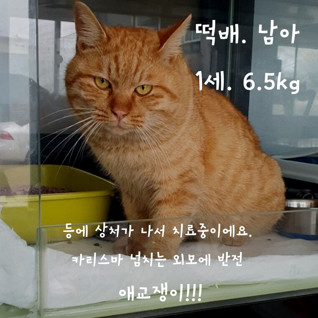 한국 고양이 이미지 파일 입니다.