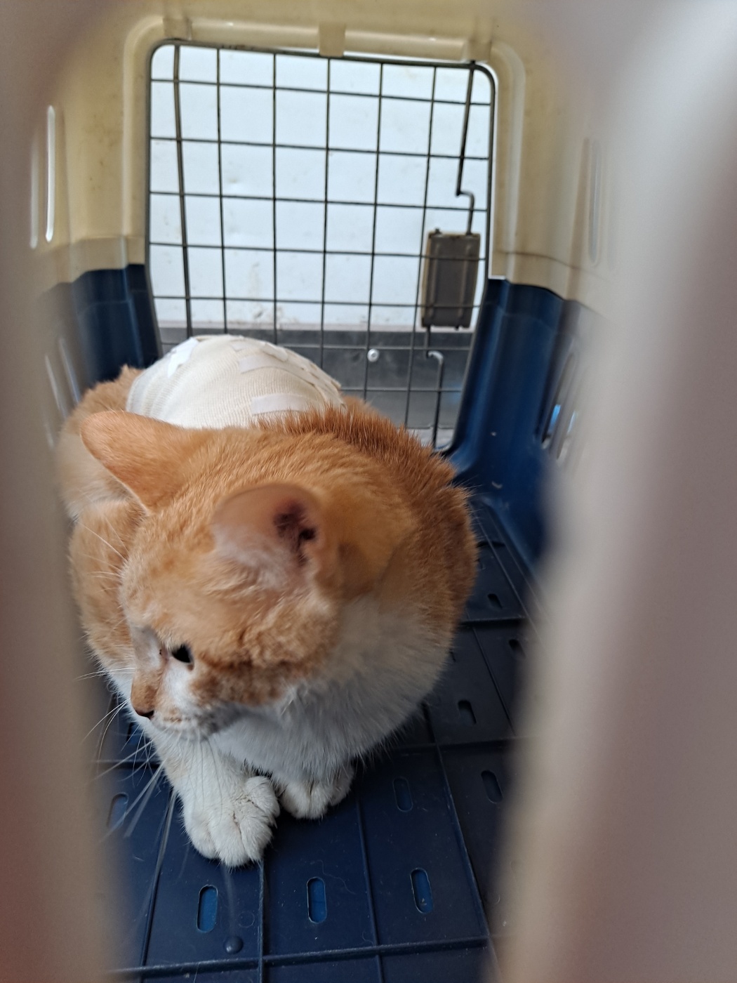 한국 고양이 이미지 파일 입니다.
