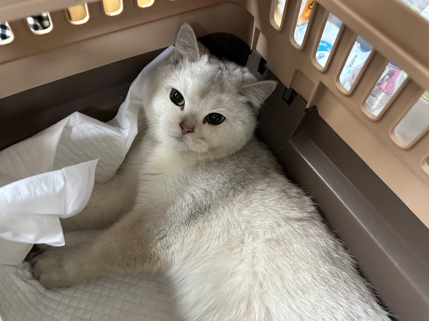 한국 고양이 이미지 파일 입니다.