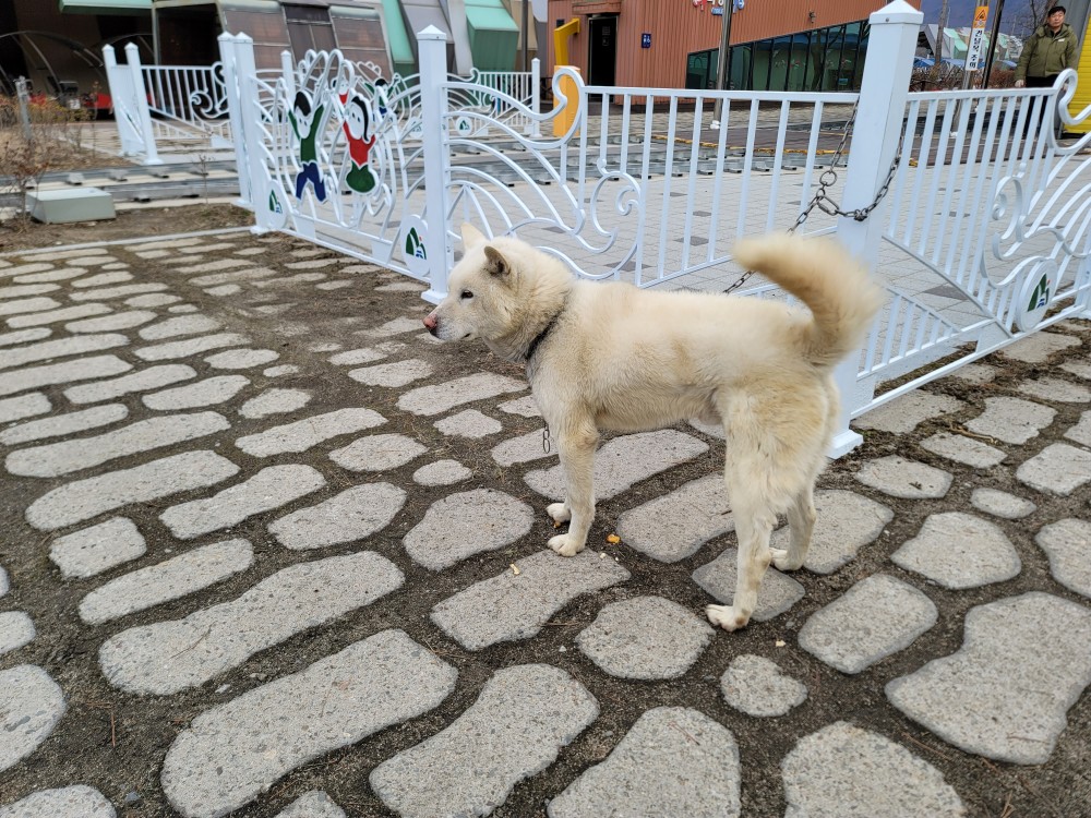 풍산견 이미지 파일 입니다.