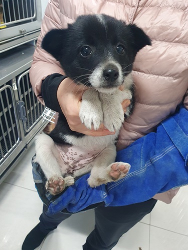 믹스견 이미지 파일 입니다.