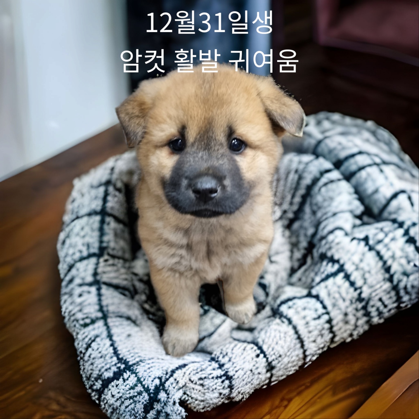 진도견 이미지 파일 입니다.