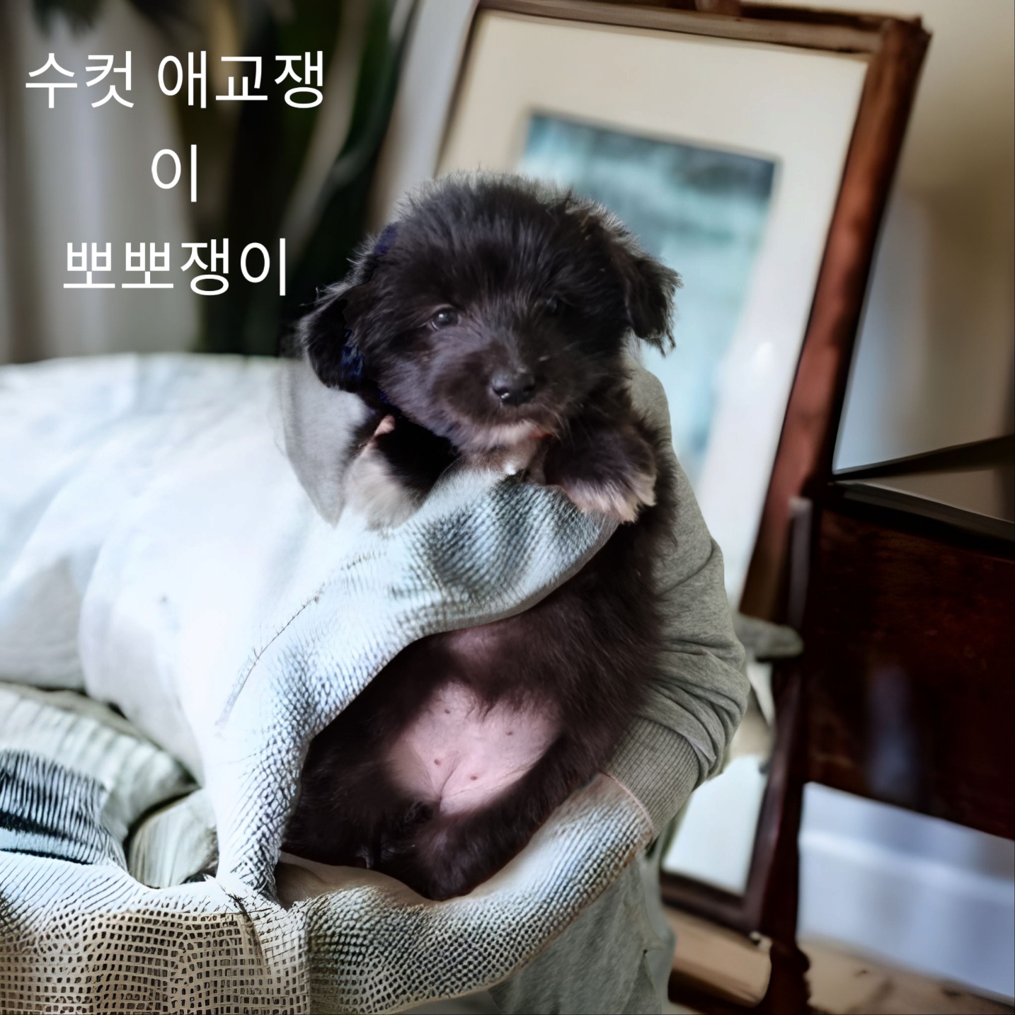 치와와믹스 이미지 파일 입니다.