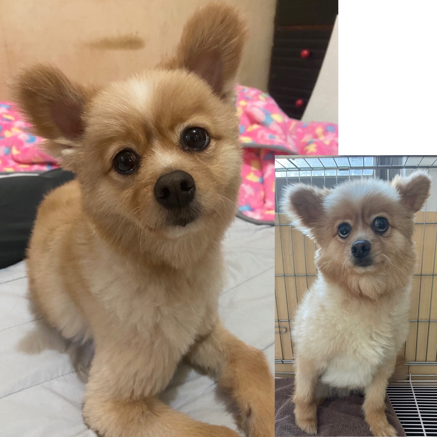 포메라니안 이미지 파일 입니다.