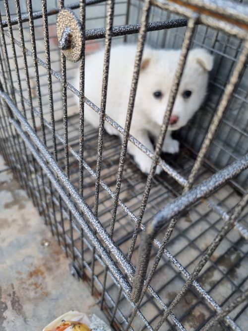 믹스견 이미지 파일 입니다.