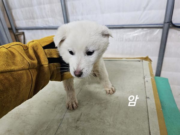 믹스견 이미지 파일 입니다.