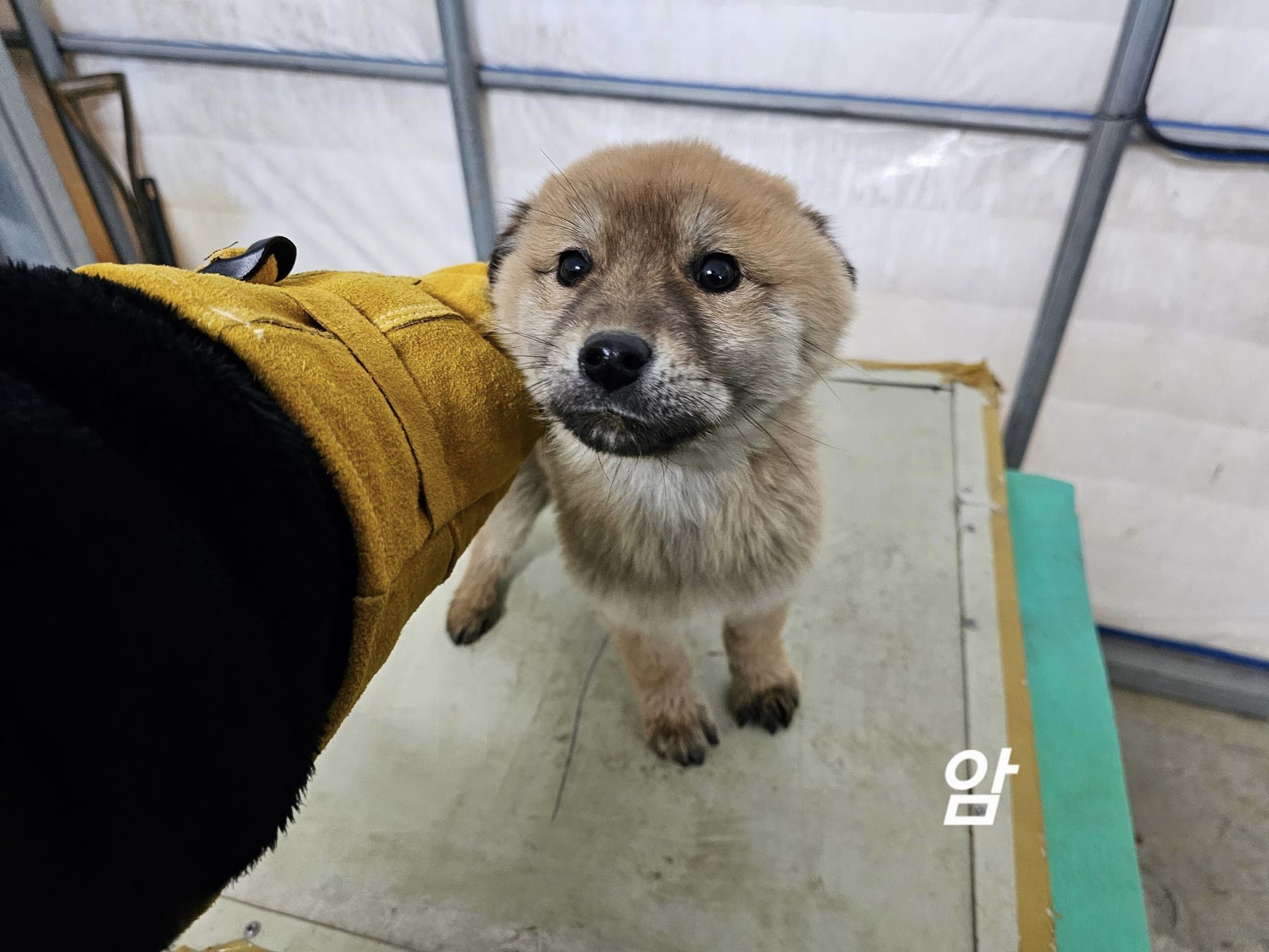 믹스견 이미지 파일 입니다.